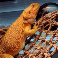 TheLizardWizard