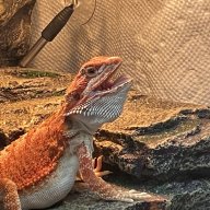 PuffTheDwarfMagicDragon