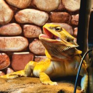 Mollie the dragon