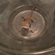 Spooky_Beardie