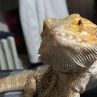 DumplingTheDragon