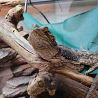 musicalbeardies