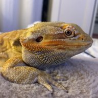 atlas_the_beardie