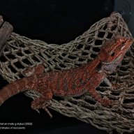 Red_Beardies_WV