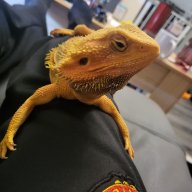 StanleysMyDragon