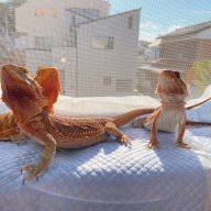 riki-