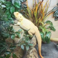 Zack.has.bearded.dragon