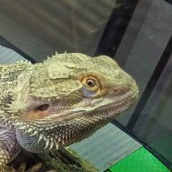DragginDragon