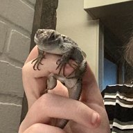 LarryTheLizard