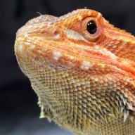 MollyM