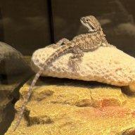 Mushu1