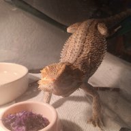 Kippylovesbeardies