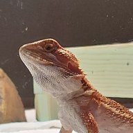 Ember09
