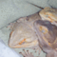 dolcedragon
