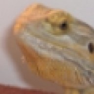 rarebit_vision