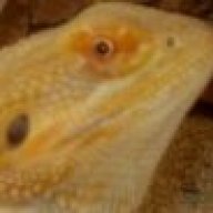 citrusdragon