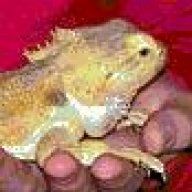 apisarik