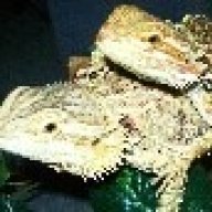 3beardies1cup