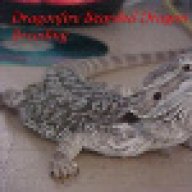 DragonfireDragons