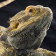 saxondragon
