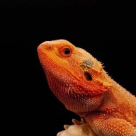 YellowRoomReptiles