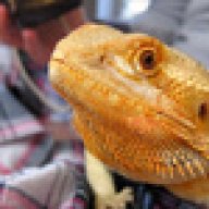 DudleyDragon