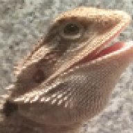 dadecitydragons