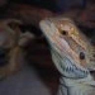 Dracosmommy