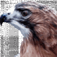 Ladyhawk42