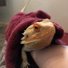 Puffaroo