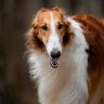 redborzoi