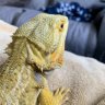 BanjoTheBeardedDragon