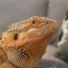 beardeddragon824