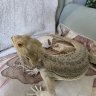Spike's Mommy