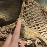 Crouton_The_Beardie