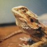 Buddy- The Bearded Dragon