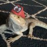 FalkorBeardie :3