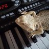 BuddyBeardedDragon