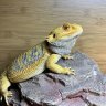 Blueathena623