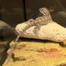 Mushu1