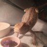 Kippylovesbeardies