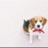 beagle lover