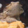 TerratheBeardie