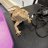 TrexTheDragon