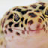 LeoEyes