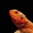 YellowRoomReptiles