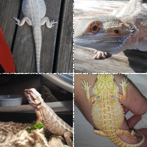 BeardMom's Legacy Uploads