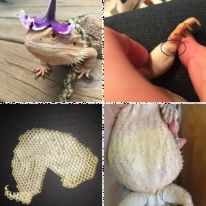 Apolla's Legacy Uploads