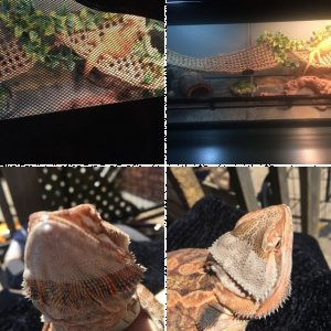 chillithebeardie's Legacy Uploads