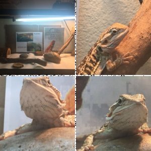 BeardedDragonSteve's Legacy Uploads